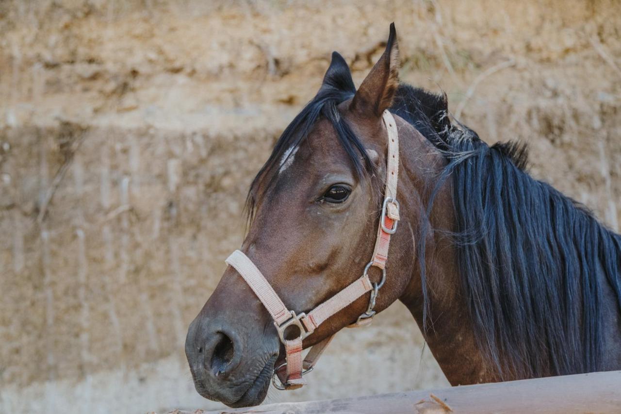 Leano Agriresort بياتْسا أرمارِنا المظهر الخارجي الصورة