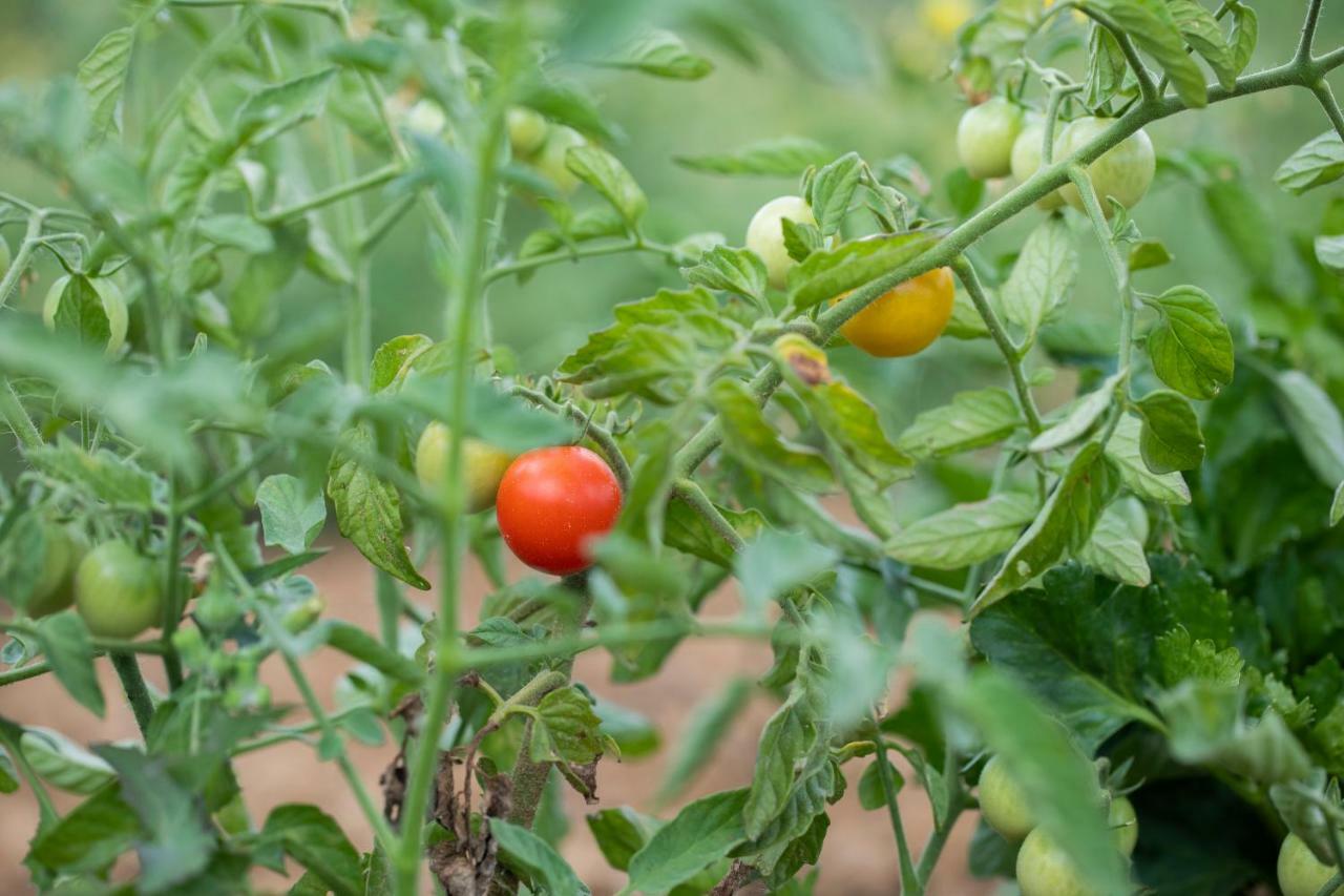 Leano Agriresort بياتْسا أرمارِنا المظهر الخارجي الصورة