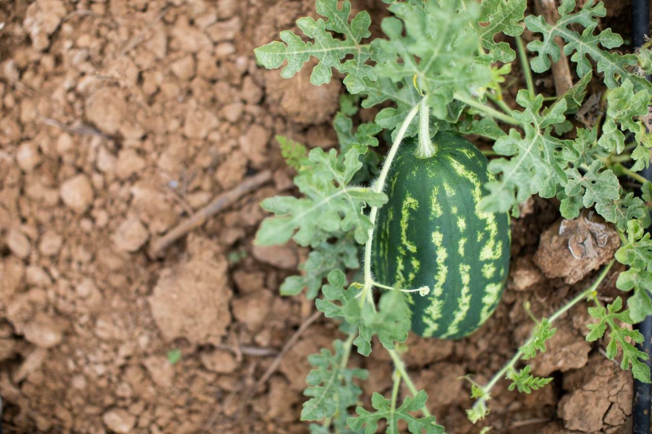 Leano Agriresort بياتْسا أرمارِنا المظهر الخارجي الصورة